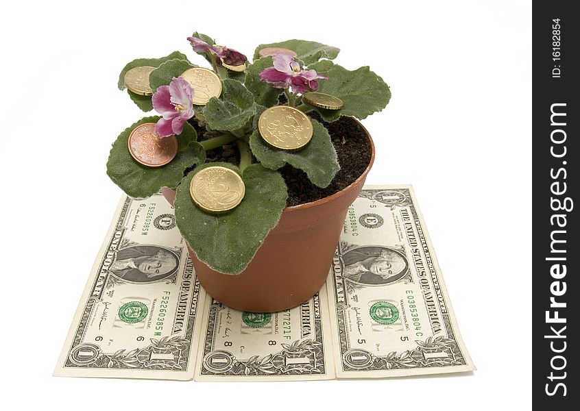 Flower and money on white