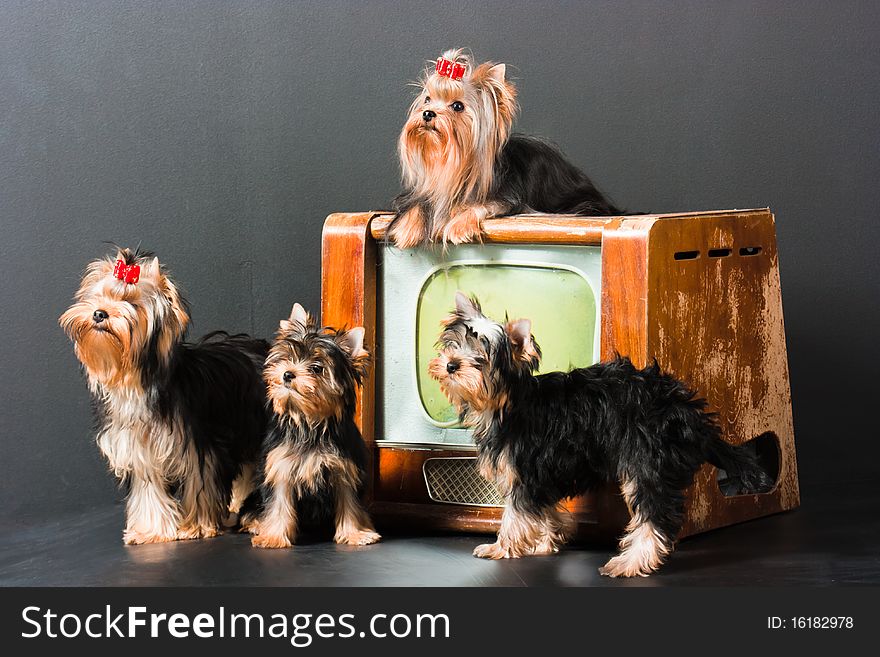 Four yorkshire terrier posing near a televisor. Four yorkshire terrier posing near a televisor