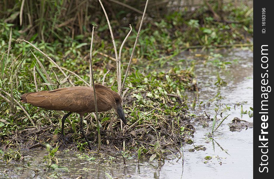 Hamerkop looking for food