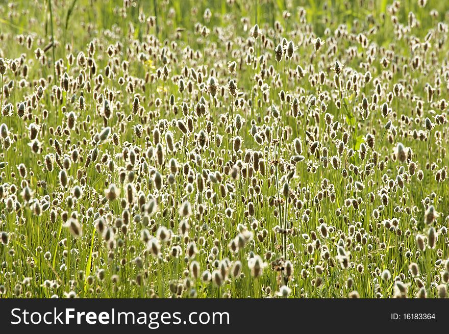 A field full of wild flowers