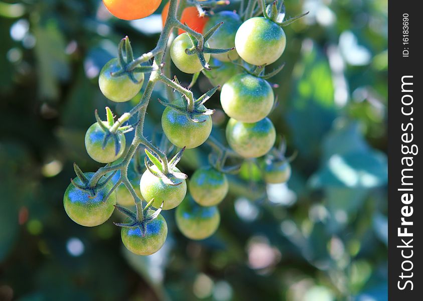 Beautiful colorful cherry tomatoes ripening on the vine. Beautiful colorful cherry tomatoes ripening on the vine