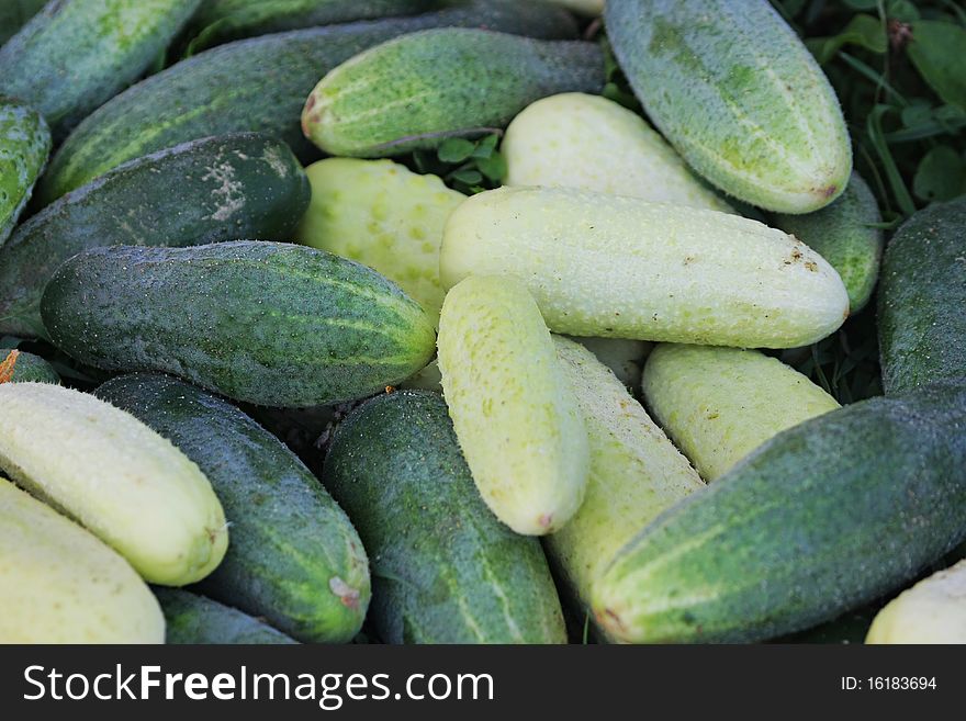 Miscellaneous Cucumbers.