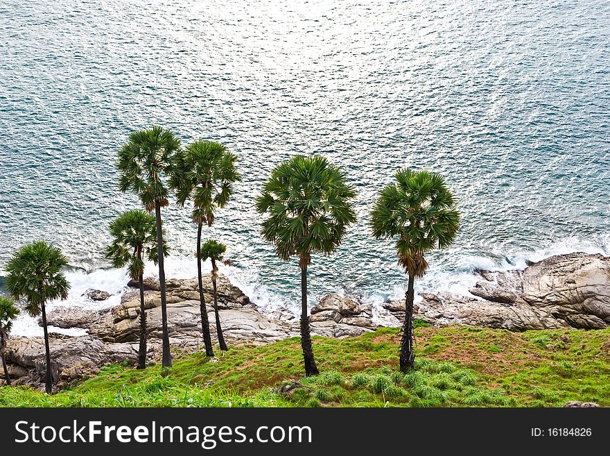 Palm Tree And Sea