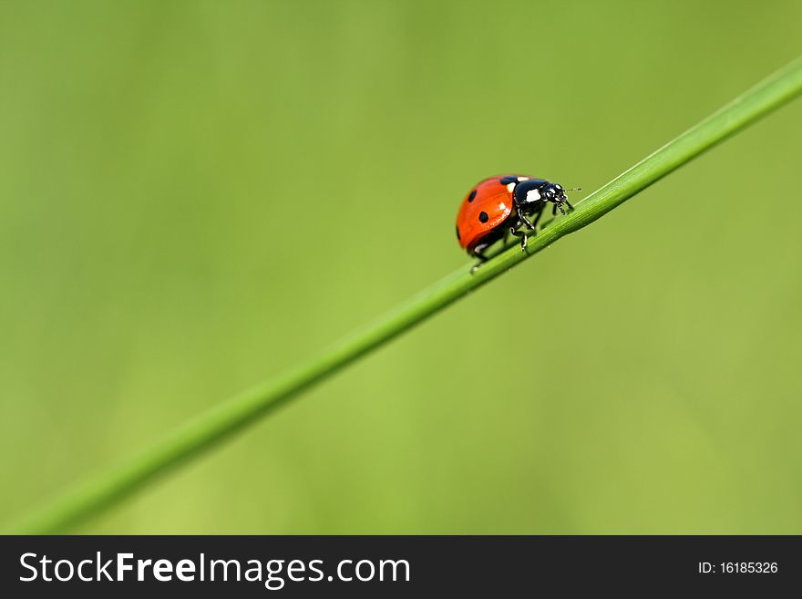 LadyBug On On A Blade Of Grass