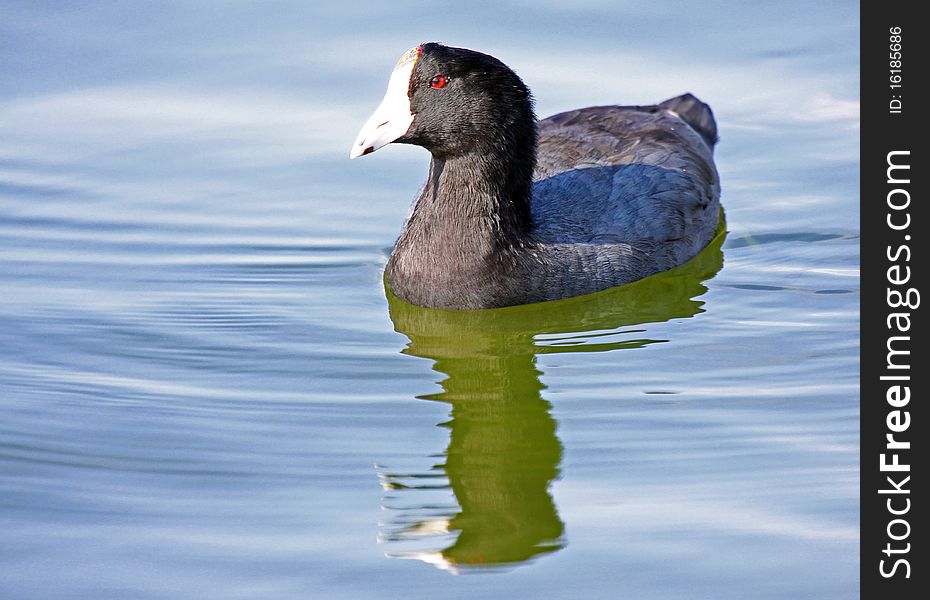 Mud Hen Coot Floating on Water