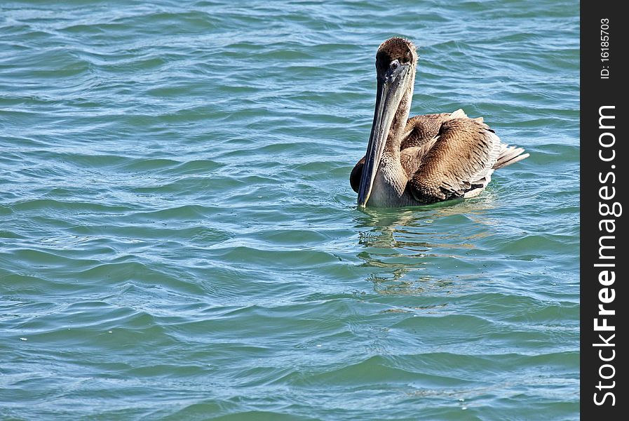 Endangered Brown Pelican Floating In Ocean