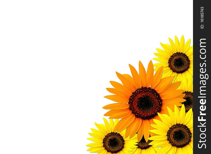 Frame for text with sunflowers. Frame for text with sunflowers