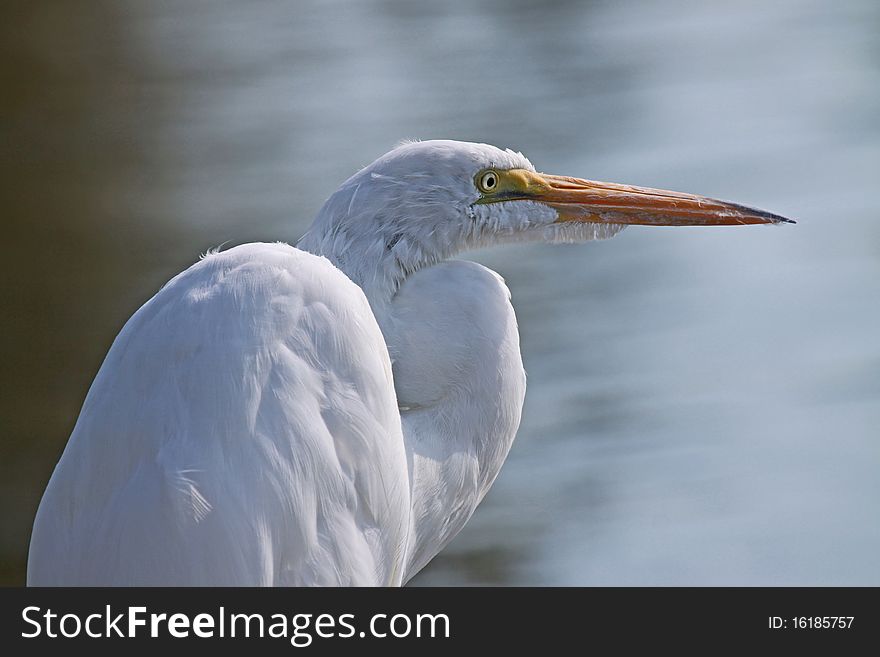 White Heron Hunting With Blurred Background