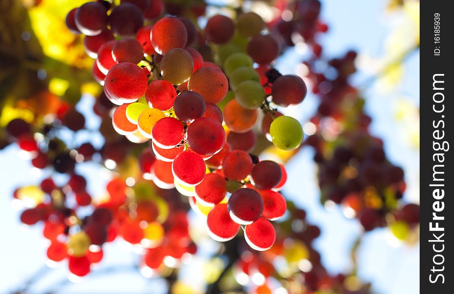 Bunch of red and green colorful grapes. Bunch of red and green colorful grapes