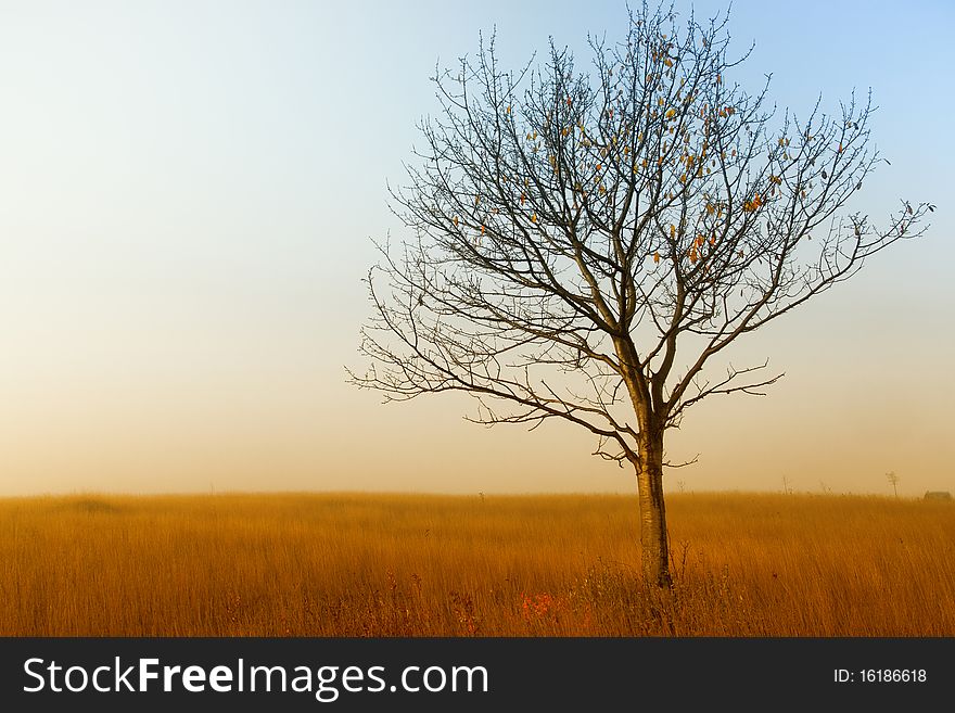 Alone Tree On The Field,in Autumn