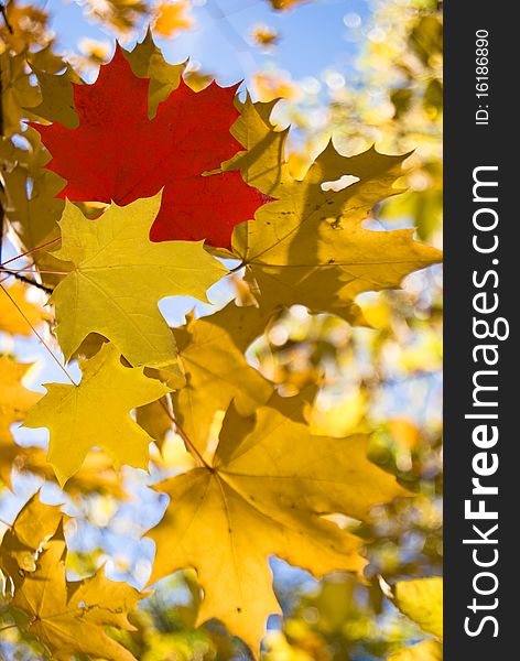 Autumn yellow leafs on background wood