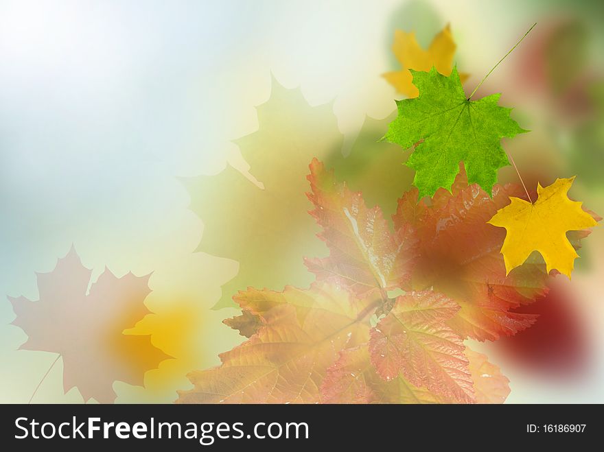 Background from wood  autumn yellow leafs