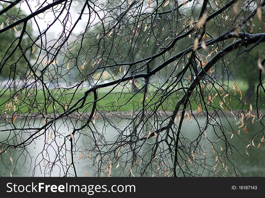 Branches of a tree after rain