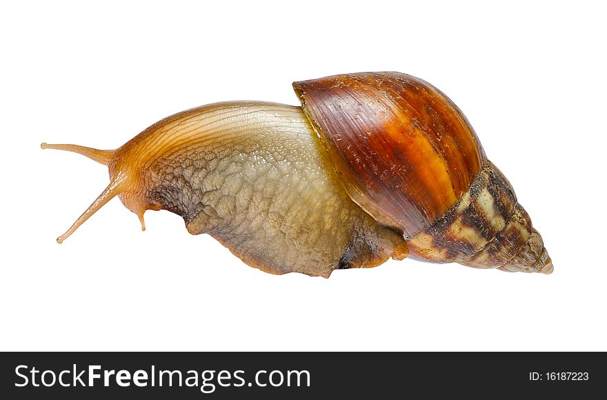 Big snail