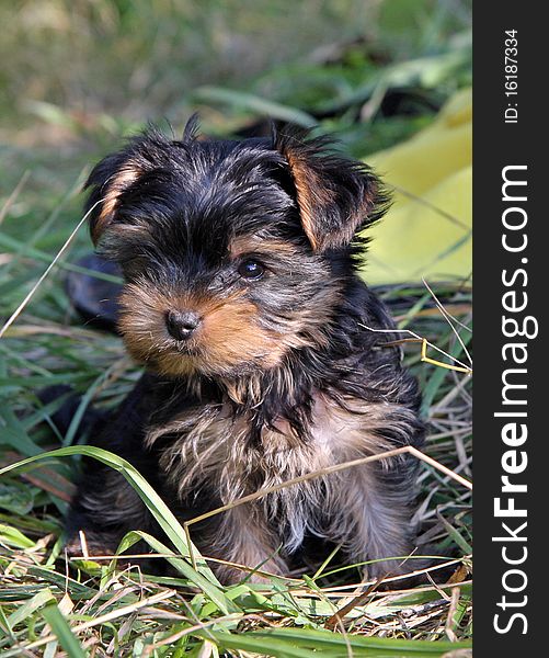 Portrait of Yorkshire Terrier baby in the garden