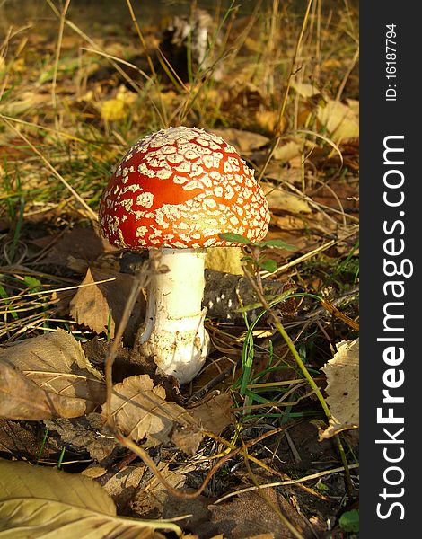 Bright mushroom in autumn forest