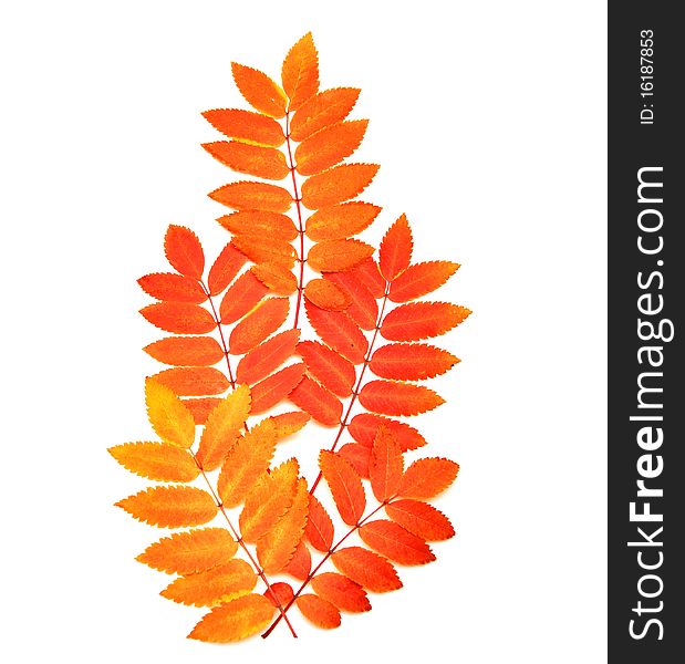 Autumn. red branch isolated on white background. Autumn. red branch isolated on white background