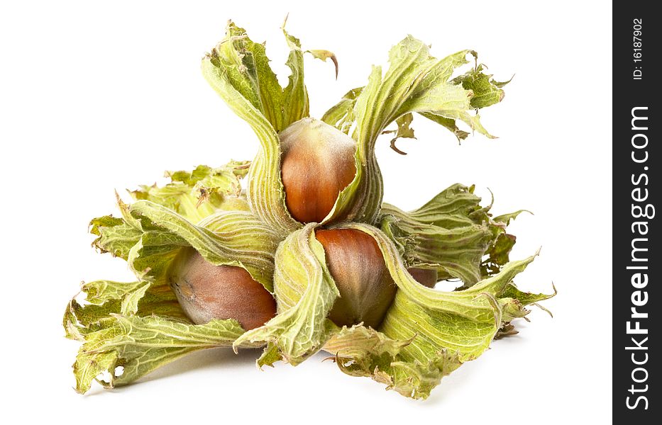 Four hazelnuts cluster isolated over white background