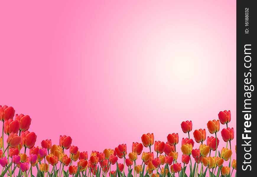 Tulips On Pink Background. Clipping Path