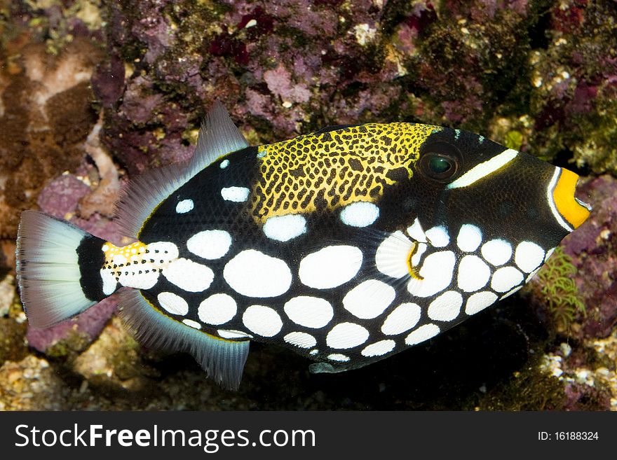 Clown Triggerfish in Saltwater Aquarium. Clown Triggerfish in Saltwater Aquarium