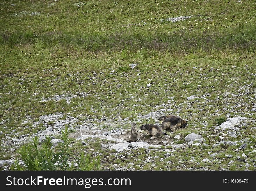 This image shows a family of marmots near his hole. This image shows a family of marmots near his hole