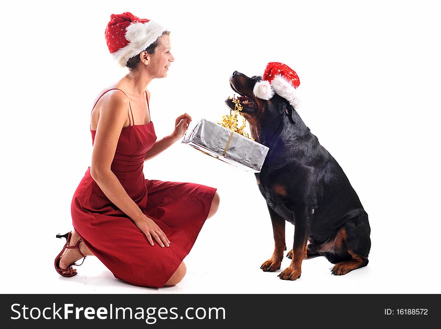 Purebred rottweiler sitting with gift and woman in a red dress. Purebred rottweiler sitting with gift and woman in a red dress