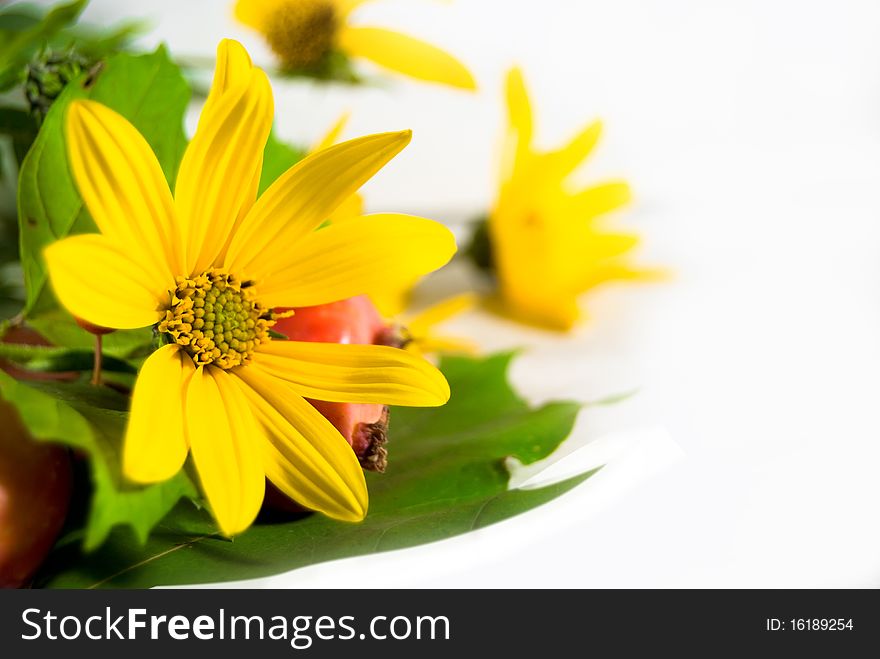 Yellow flowers with green leafs. Isolated over white