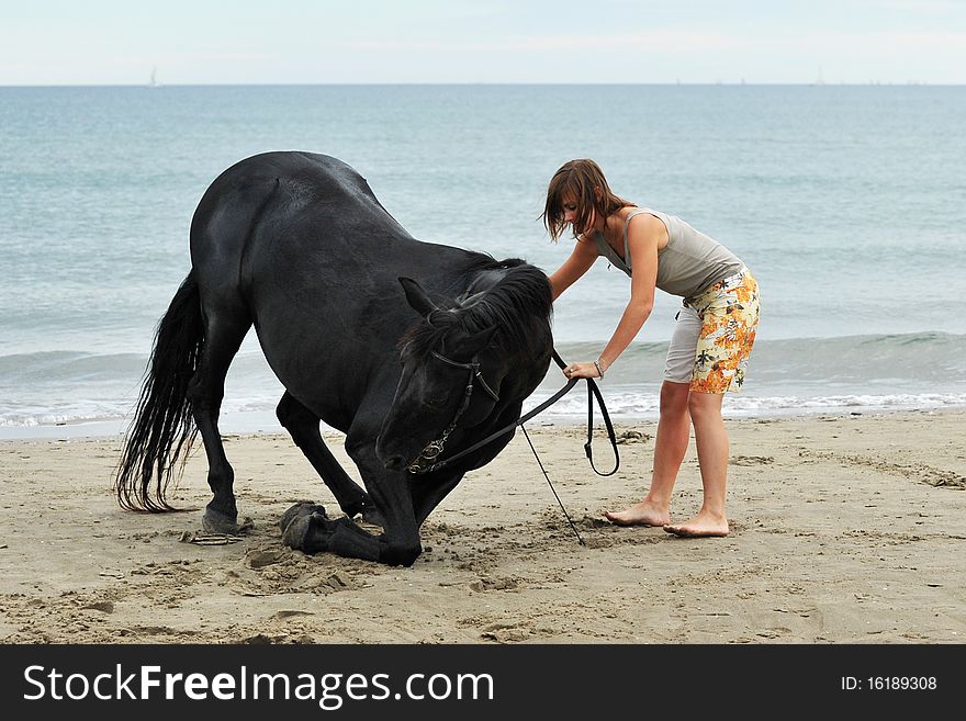 Kneeling black stallion on the beach with young woman. Kneeling black stallion on the beach with young woman