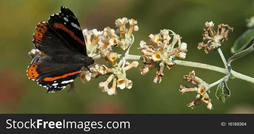 Red Admiral on the butterfly bush. Red Admiral on the butterfly bush