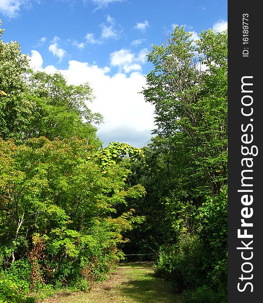 Woodland composition with different trees . Woodland composition with different trees .