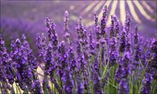 The Beauty Of Vast Fields Of Lavender Royalty Free Stock Photos The Beauty Of Vast Fields Of Lavender Royalty Free Stock Photos