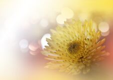 Beautiful Nature Background.Abstract Artistic Wallpaper.Macro Photography.Floral Art Design.Chrysanthemum Flower.Golden,gold,card. Royalty Free Stock Images
