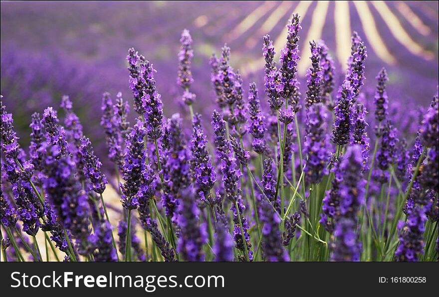 The Beauty Of Vast Fields Of Lavender