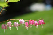 Bleeding Heart Royalty Free Stock Photos Bleeding Heart Royalty Free Stock Photos