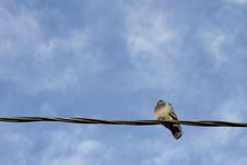 A Ruffled Pigeon On A Wire Royalty Free Stock Photography