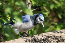 Blue-jay Royalty Free Stock Images Blue-jay Royalty Free Stock Images