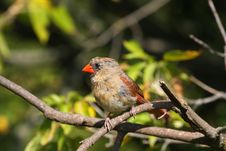 Cardinal Female Royalty Free Stock Images