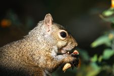 Eastern Gray Squirrel Stock Photo