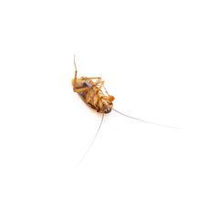 Cockroach Stock Photo Cockroach Stock Photo