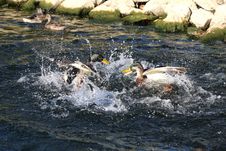 Mallard Duck Anas Platyrhynchos Stock Image Mallard Duck Anas Platyrhynchos Stock Image
