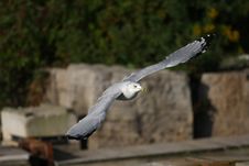 Ring-billed Gull Royalty Free Stock Photos Ring-billed Gull Royalty Free Stock Photos