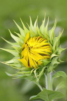 Sunflower Bud Royalty Free Stock Photography Sunflower Bud Royalty Free Stock Photography