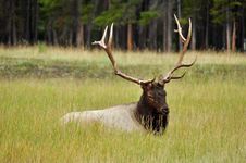 Lazy Elk Royalty Free Stock Image