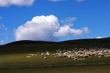 Grassland Royalty Free Stock Photos Grassland Royalty Free Stock Photos