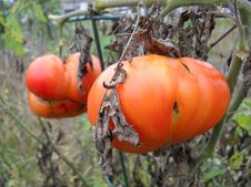 Red Vine Tomatoes Royalty Free Stock Photo Red Vine Tomatoes Royalty Free Stock Photo