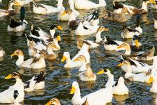 Ducks Royalty Free Stock Image