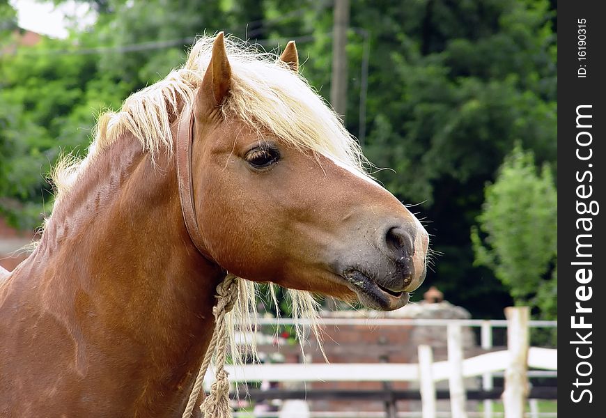 A brown horse posing for the camera,