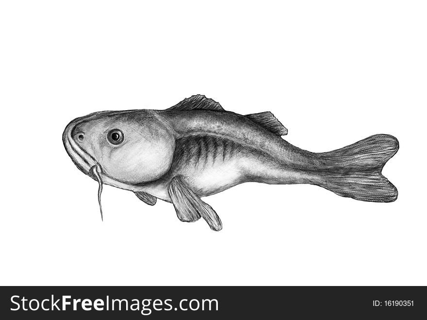 Drawing of cod on white background. Drawing of cod on white background