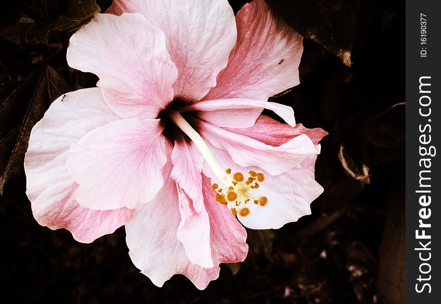 A close-up on a pink hibiscus flower.