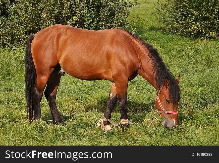 Tied brown horse with black mane eats grass